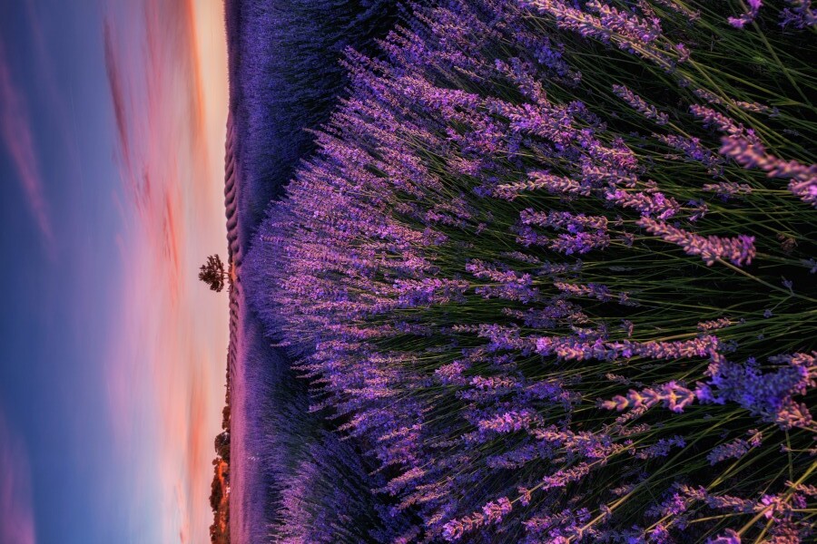Into the dream by Jorge Maia